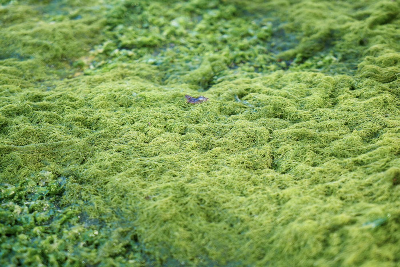 Photo of Moss Infected Lawns.