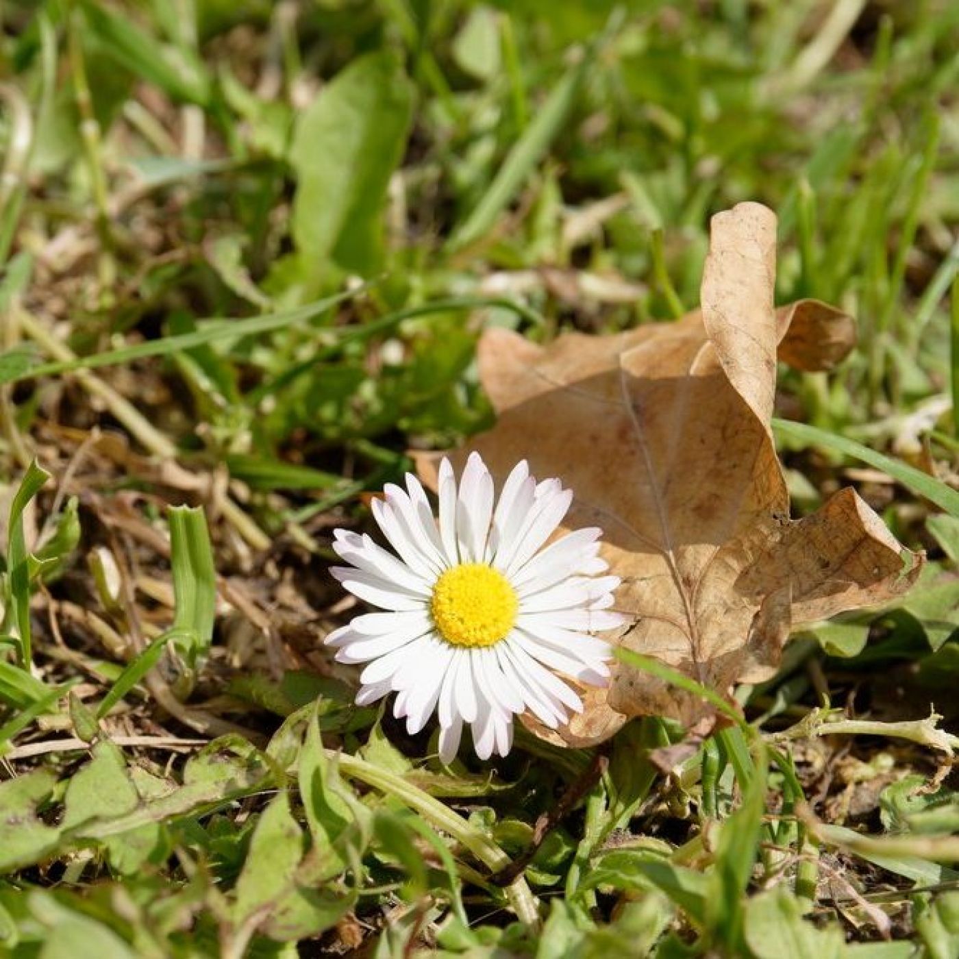 Photo of Weed Infected Lawns.