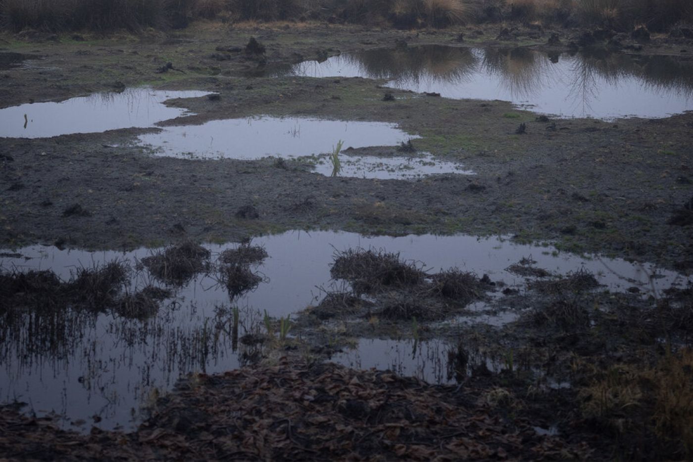 Photo of Water Logged Lawn.