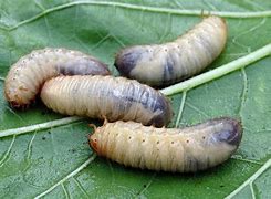 Chafer Grub