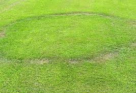 Fairy Rings