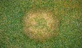 Fusarium